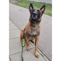 Nasz klient malinois w osłonce