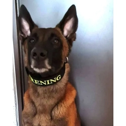 czarna z haftem żółty neon na woczarku belgijskim malinois