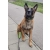 Nasz klient malinois w osłonce