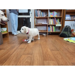 DOGOTERAPIA I PRACA SPOŁECZNA – galeria