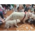 DOGOTERAPIA I PRACA SPOŁECZNA – galeria
