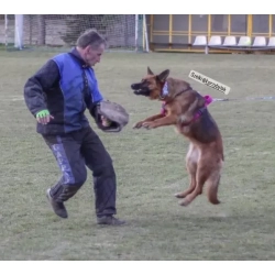 Szelki treningowe do obrony 4 cm- szyte na wymiar