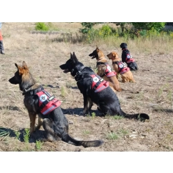 PSY RATOWNICZE SAR / GPR – galeria klientów