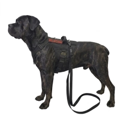 Pies model Cane Corso AI
