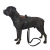 Pies model Cane Corso AI
