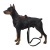 Pies model Doberman ai