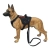 Pies model Malinois AI