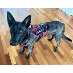 RESCUE - szelki ratownicze krótkie na wymiar
