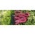 ABS – linka treningowo-spacerowa 5 m | gumowana